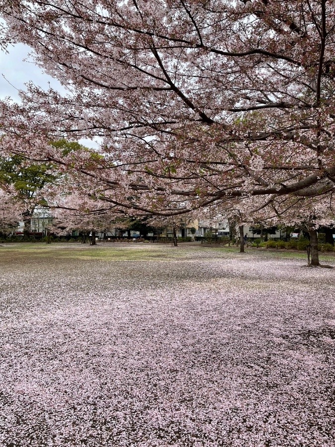 昼間、満開だった桜が…