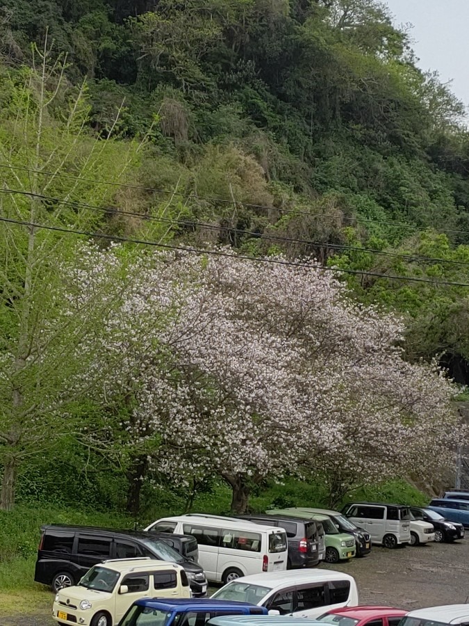 見納めです。🌸🌸