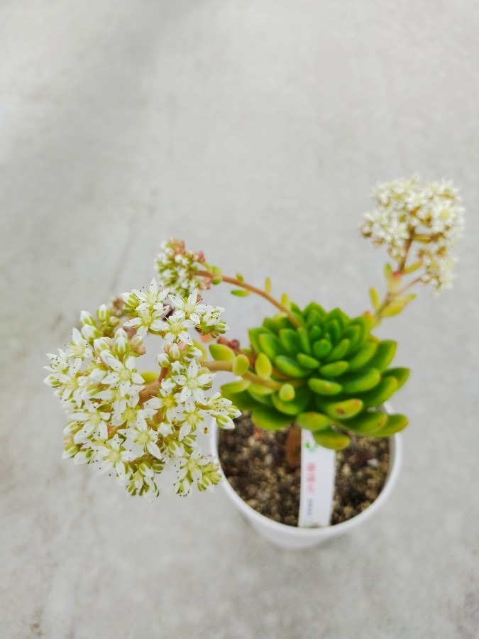 🌱多肉倶楽部🌵🤗　多肉植物のお花達🌼⑬