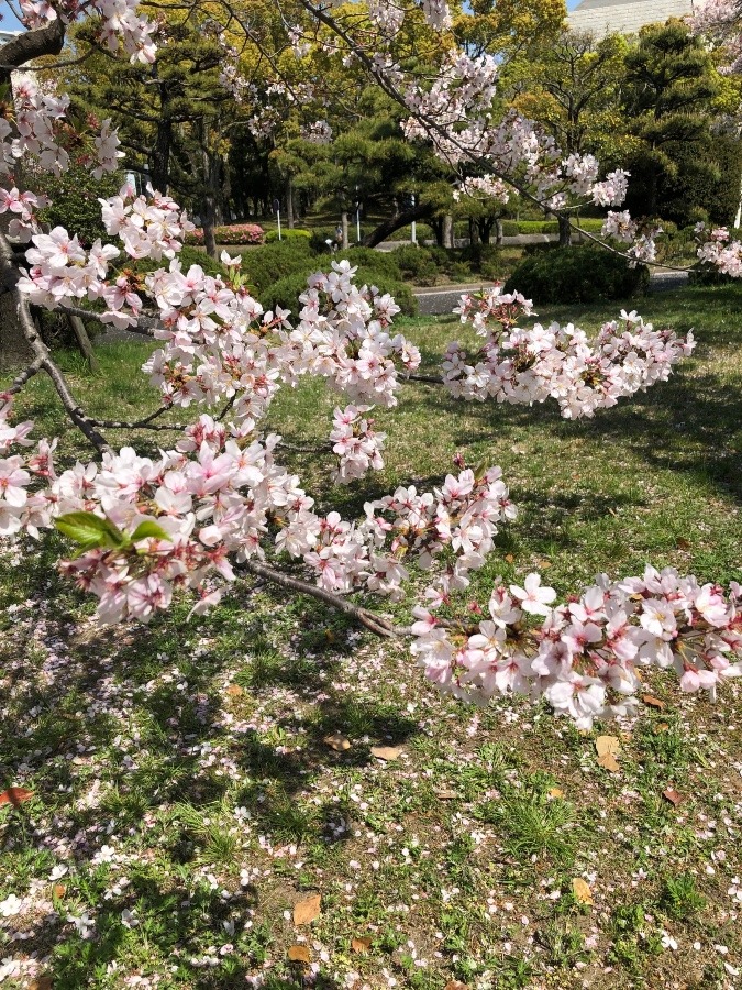 桜