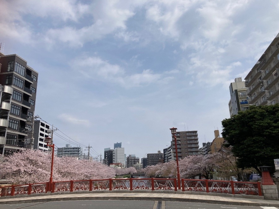 お花見✨