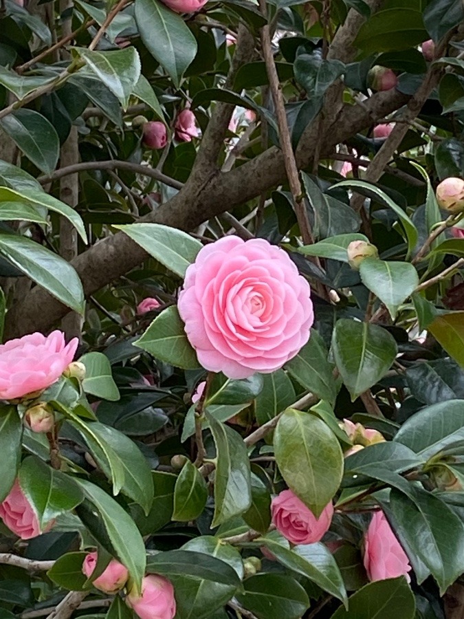 ピンクの椿🌸🌸🌸