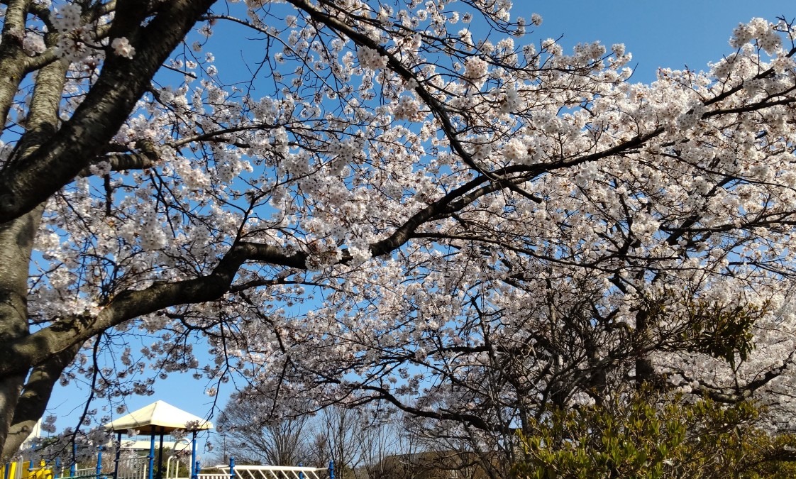 近所の公園の、桜(1)