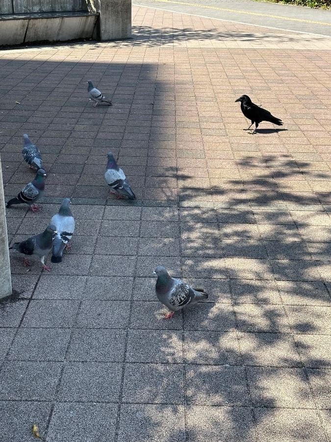 鳩とカラスは仲良し⁉️