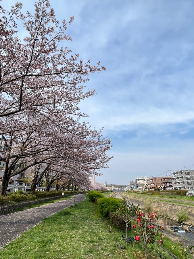 今朝の通勤路