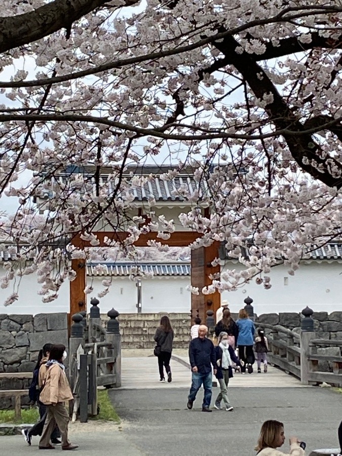 本丸一文字門と桜🌸🌸🌸