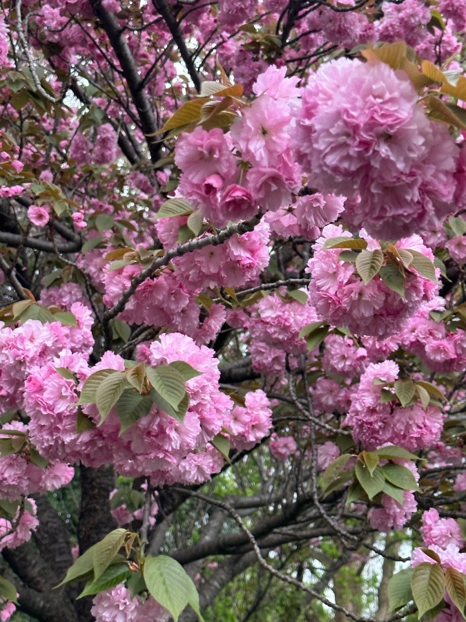 八重桜