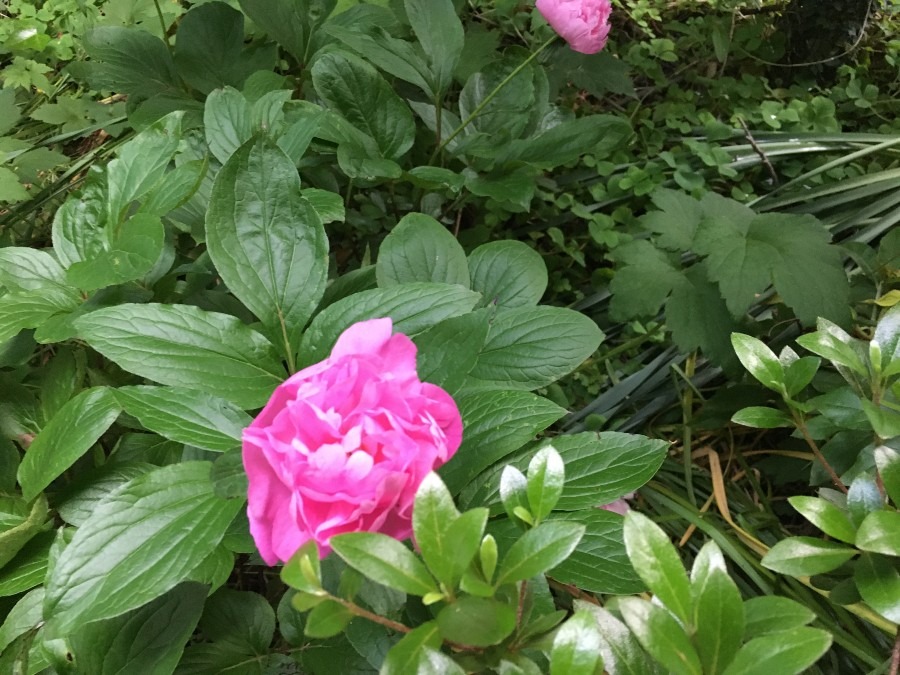 シャクヤクの花が咲き始めました。