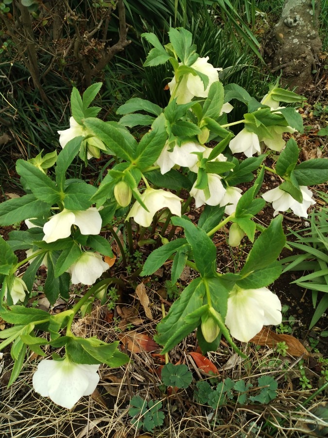 お花です！