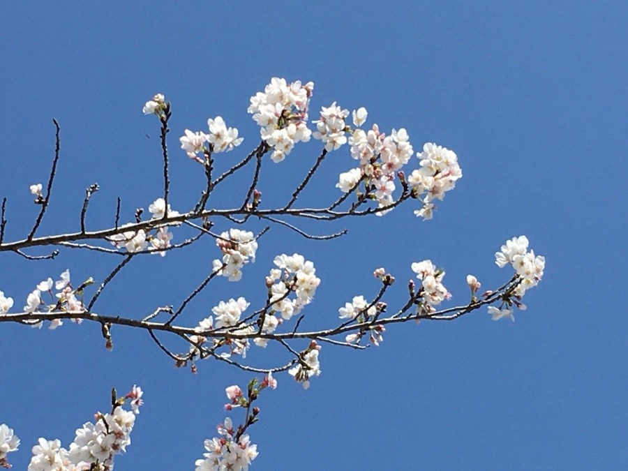 ⭕️ 綺麗な花🌸1.