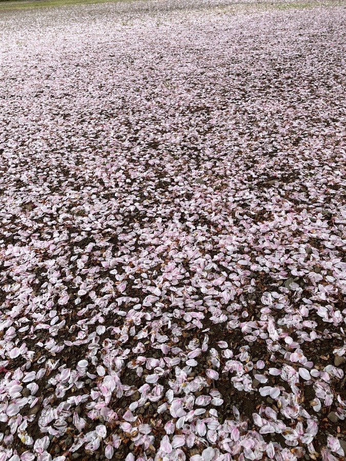 雨で散った桜が…