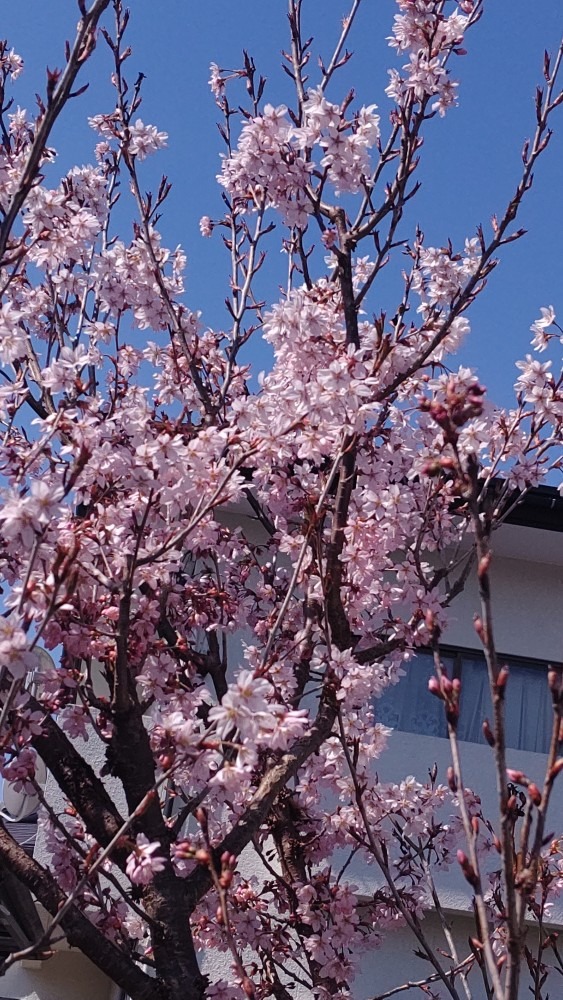 啓翁桜 満開～🌸🌸🌸