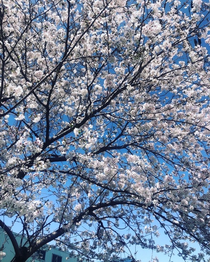 桜