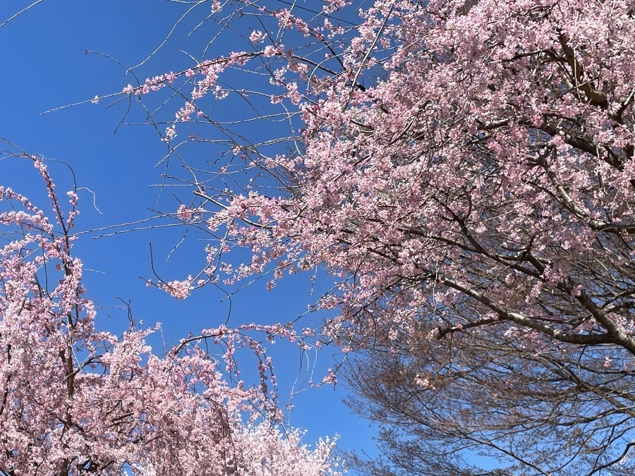 ピンクがめちゃ濃い(*ﾟ∀ﾟ*)🌸