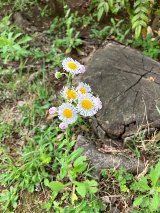 風にそよぐ花たち