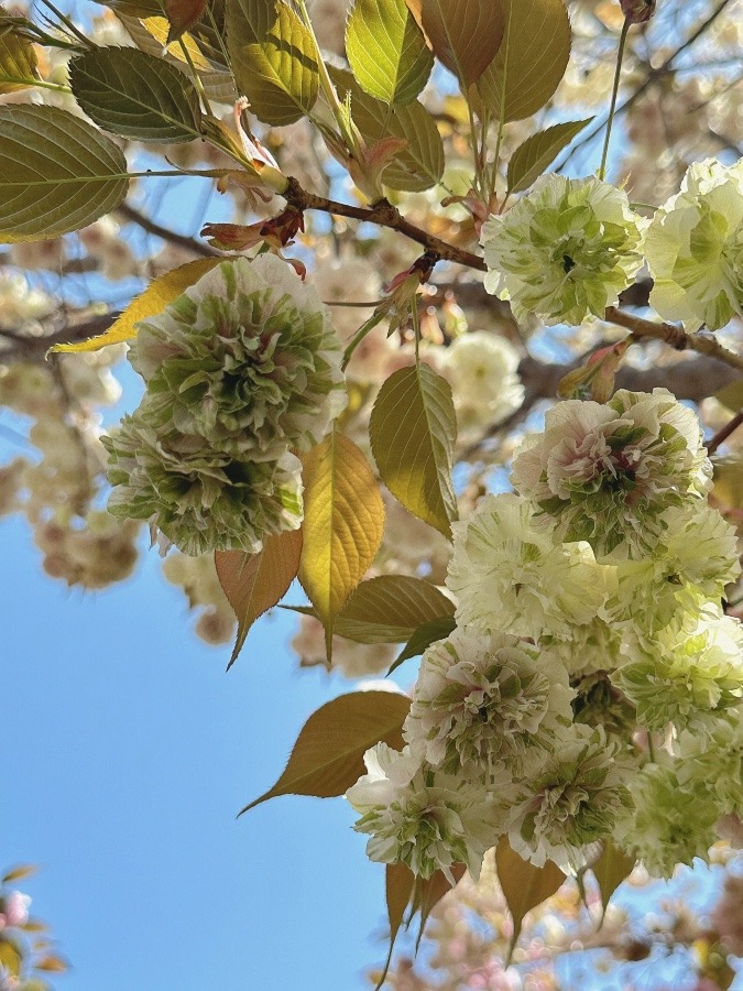 桜の通り抜け