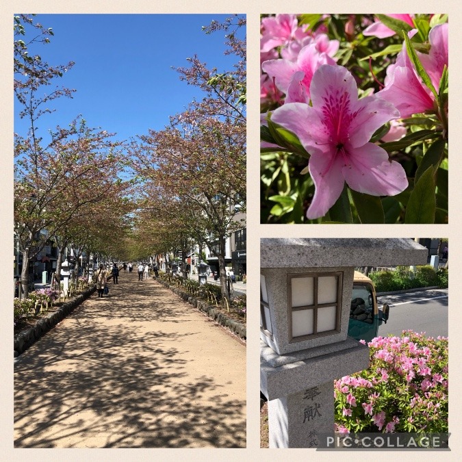 今日の鎌倉若宮大路の段葛❣️