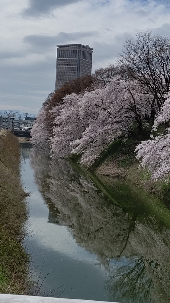 大手門からの桜🌸