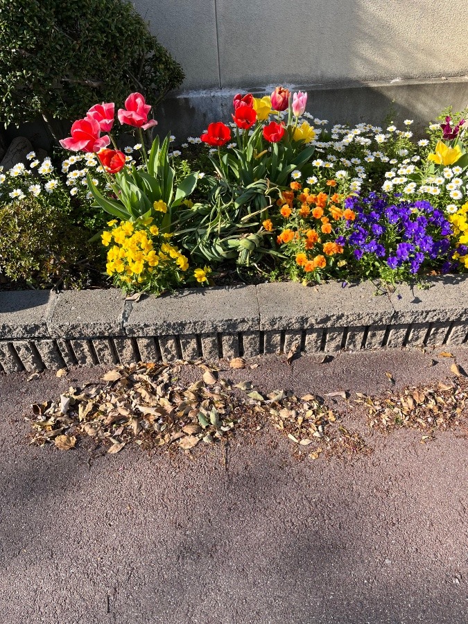 母校の花壇❶❣️