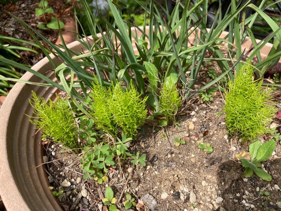 大好きな箒草コキアが可愛く並びました。