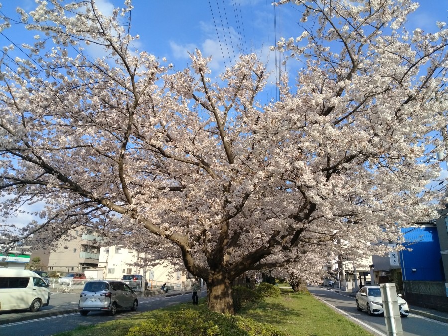 お花！