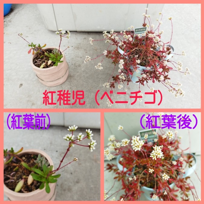 🌱多肉倶楽部🌵🤗　多肉植物のお花達🌼④