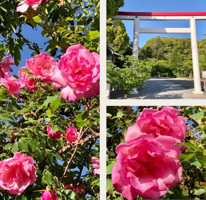 ピンクのローズと鎌倉宮の鳥居⛩