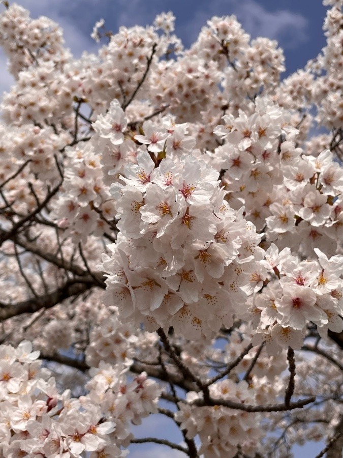 ずっとこのまま咲いててほしい