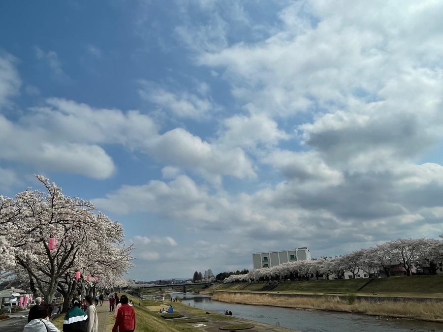 遠くまで、桜🌸🌸🌸