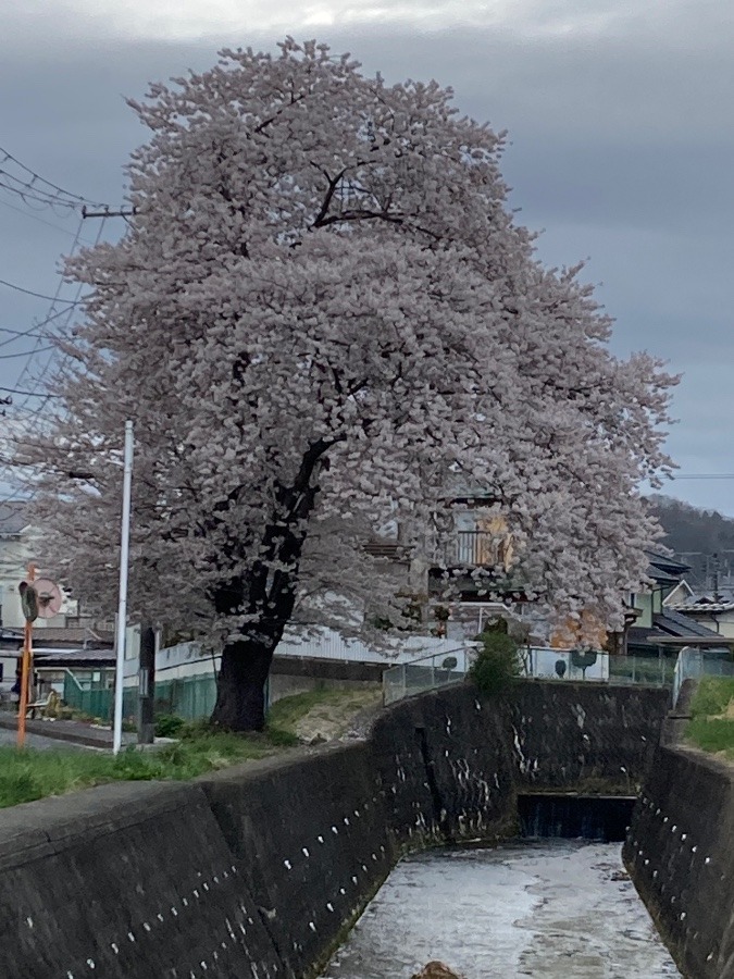 我が家の前の桜そろそろ葉桜❣️