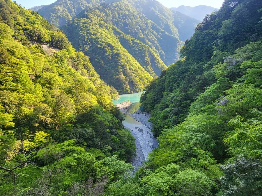 新緑と寸又峡温泉にある夢の吊り橋です2023.5.4