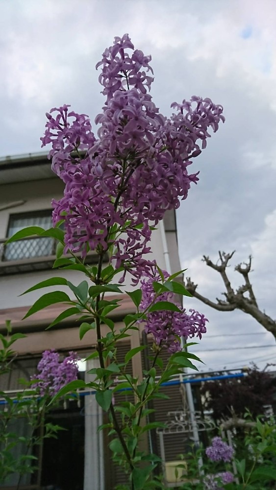 友達の庭の花4