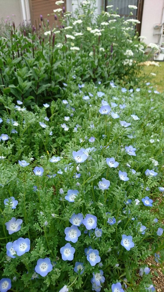 友達の庭の花