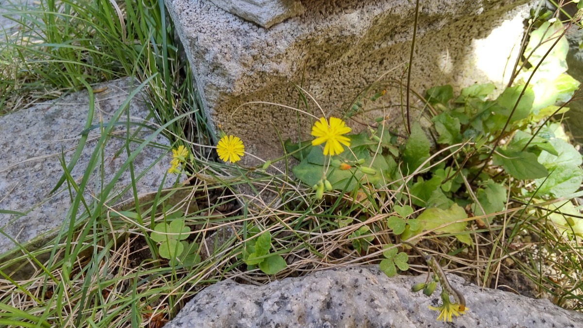 庭の岩の間から小さな可愛い花が。