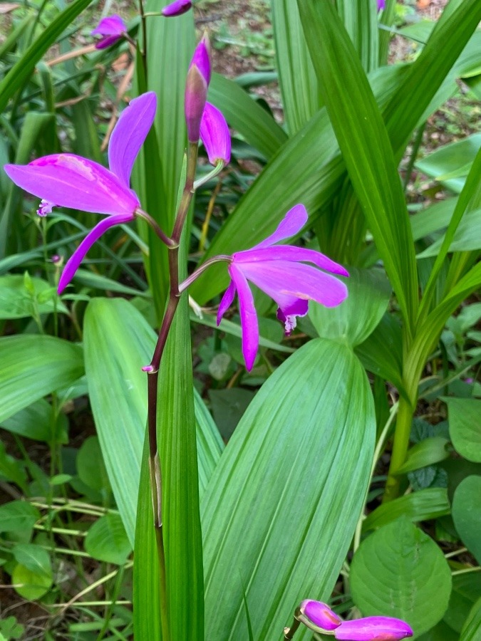 ５月4日の花