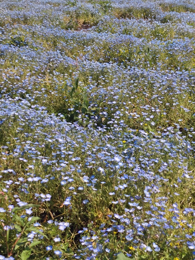 花の海