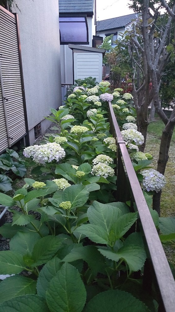 我が家の紫陽花2