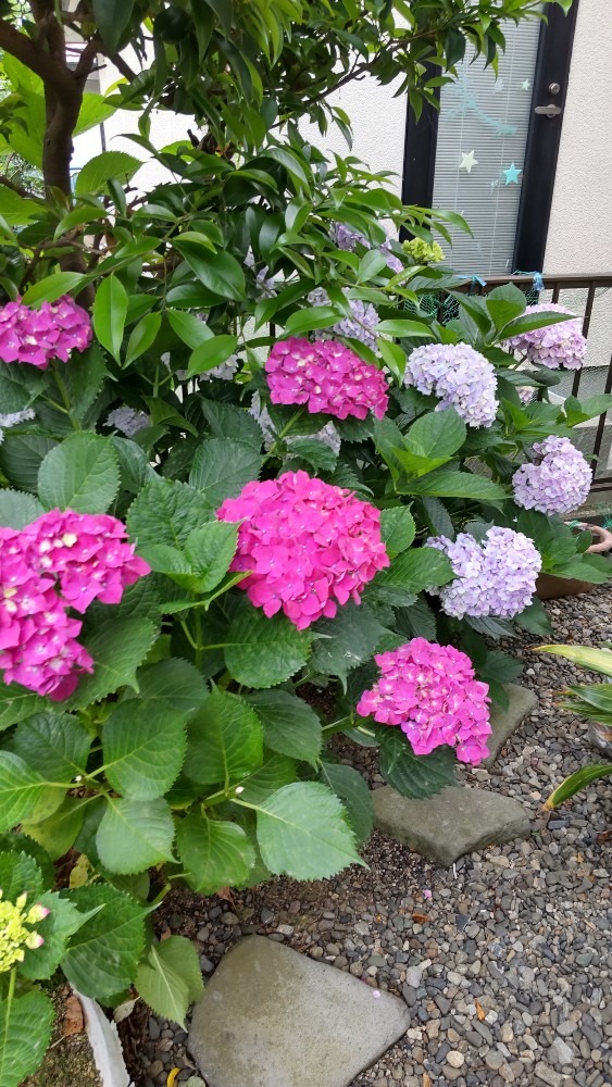 紫陽花の色が濃くなった❗️