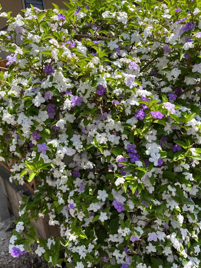 いい匂いのする花💐❣️