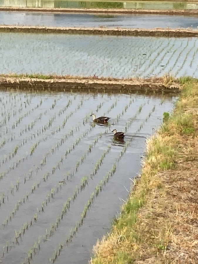 山形での暮らし②〈カモ〉