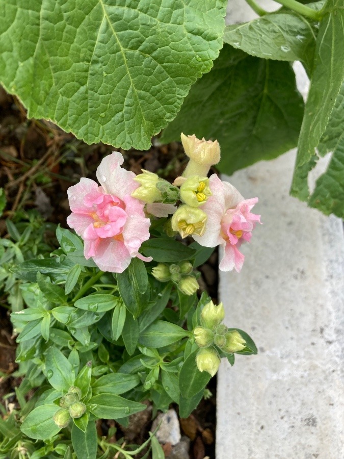 バス停の花壇💕