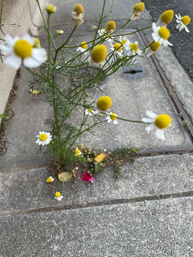 頑張り屋のカモミール