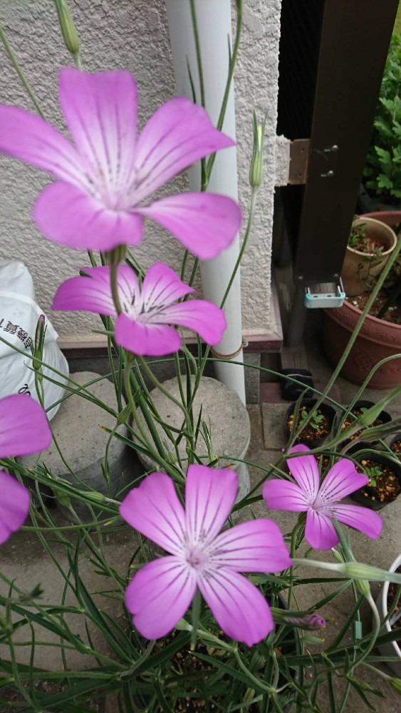 友達の庭の花3