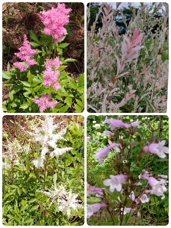 ゆり園の宿根草たち🌸