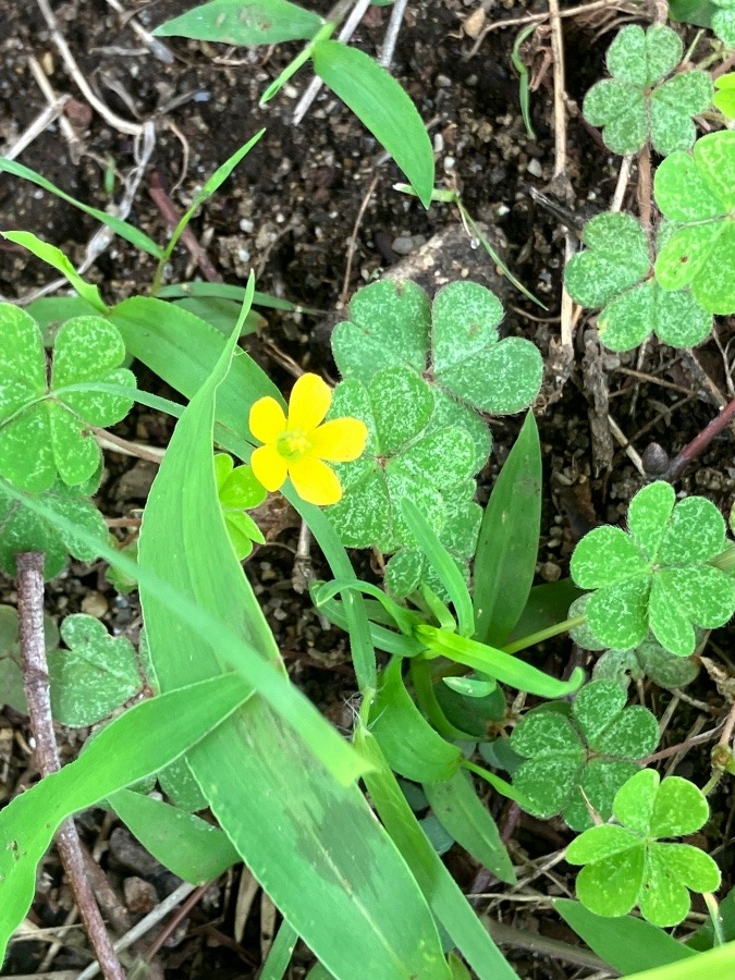 お花