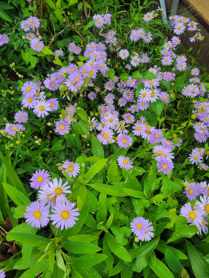 我が家の花壇で今綺麗に咲き乱れています