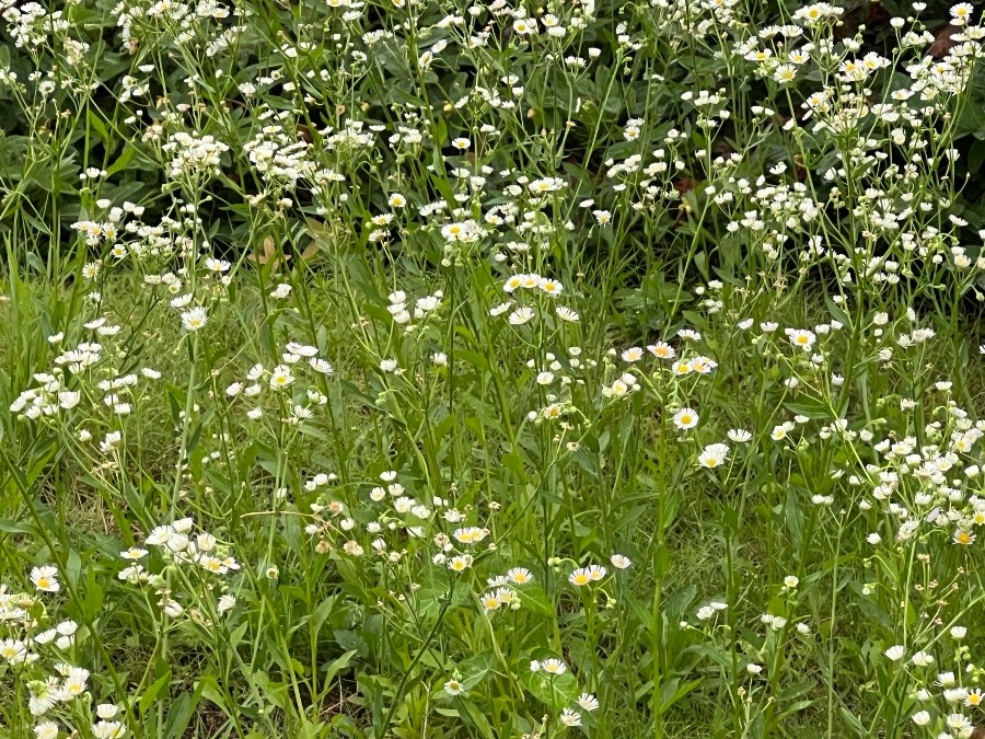 自然に咲いているお花が癒やし😍