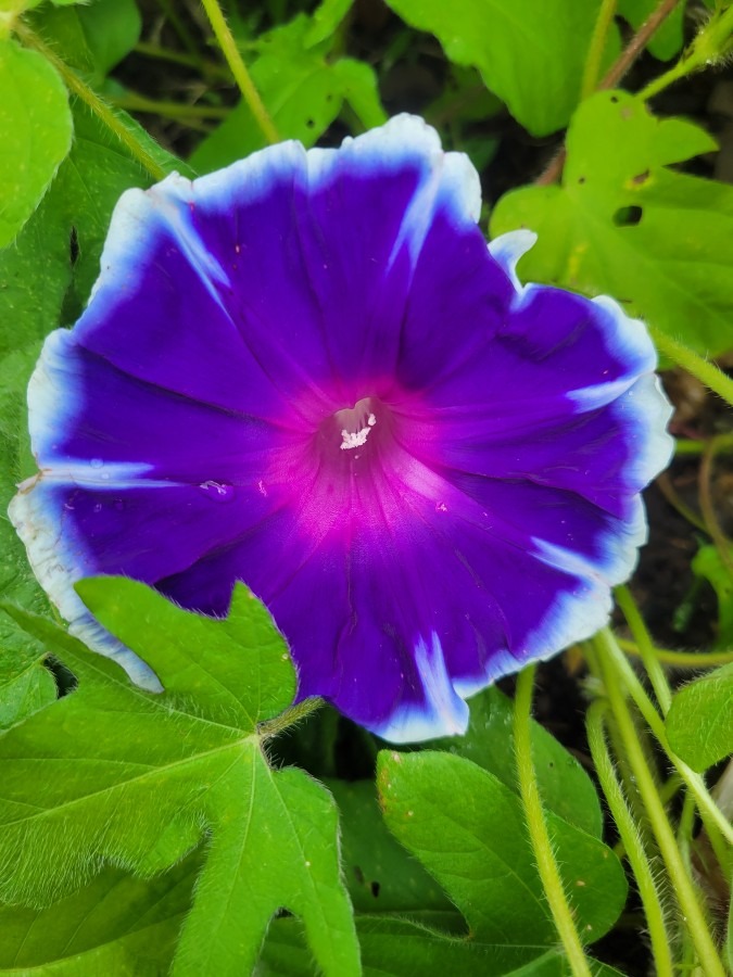 我が家の朝顔が花開きました