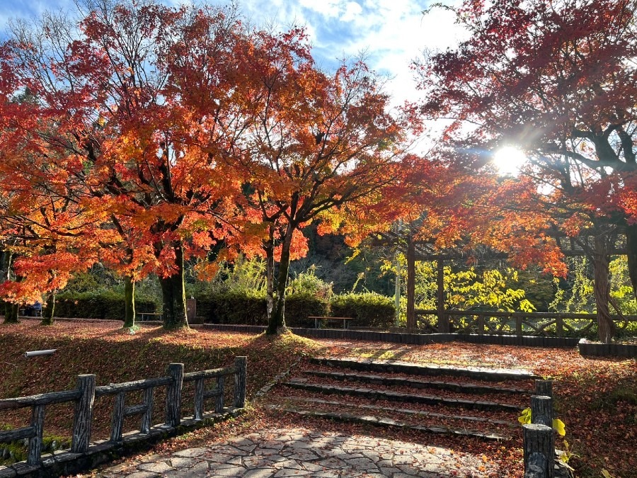 島田市中央公園　　あの日の紅葉