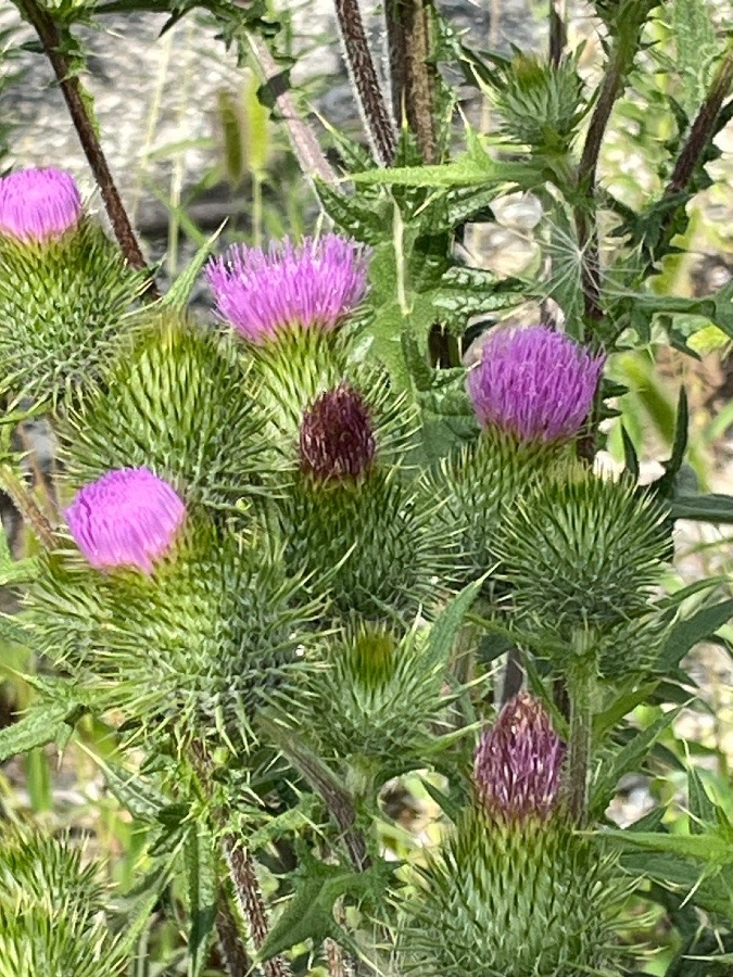 紫のお花♪( ´▽｀)